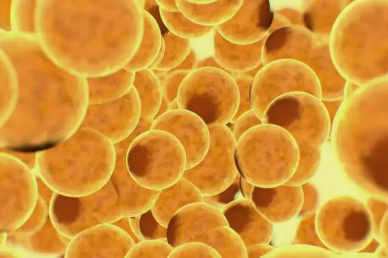 Komórki macierzyste z tkanki tłuszczowej wrocław_wynik